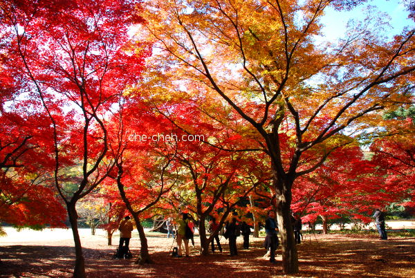 Maple Trees Viewing @ Shinjuku Gyoen, Tokyo